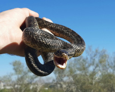 Небезпека під ногами: чому на Дніпропетровщині активізувалися змії та як уберегтися від укусу