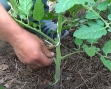 Обривати листя у томатів чи ні - відповідь агрономів вас здивує