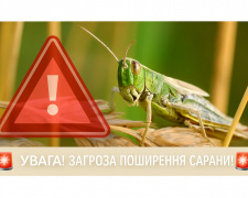 Навала сарани може знищити врожай: аграрії Дніпропетровщини отримали офіційне попередження