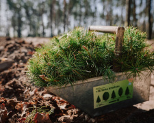 На Дніпропетровщині цієї весни висадять понад 450 гектарів нового лісу: подробиці