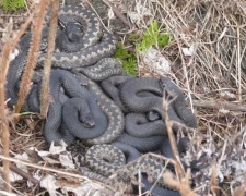 На Дніпропетровщині почастішали повідомлення про нашестя змій - деталі