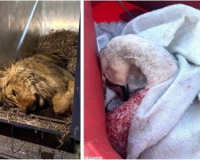 Король лев та принцеса лебідь: рятувальники Дніпропетровщині перетворили страшну реальність на щасливі історії порятунку