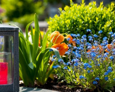 Які квіти посадити на кладовищі: обираємо невибагливі рослини, що квітнуть довго