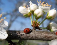 Аномальний квітень - Кам&#039;янське продовжує встановлювати нові пекельні рекорди