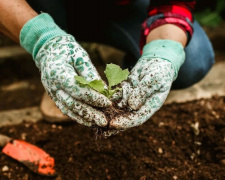 Урожайний квітень на Дніпропетровщині: повний календар посадок та критичні дати, які не можна пропустити