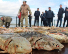 З Кам&#039;янського водосховища виловили 7 рибин вартістю 20 тис. грн - фото