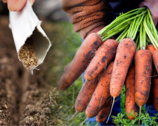Помилка вартуватиме врожаю: коли саме сіяти моркву на Дніпропетровщині навесні 2026 року