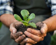 Секрети родючого чорнозему: як аграрії Дніпропетровщини подвоюють врожайність без «хімії»