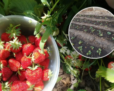 Вирощування полуниці на Дніпропетровщині: як отримати максимальний урожай у 2026 році та які сорти обрати