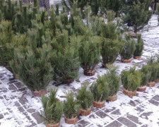 Ялинки у Кам’янському: скільки коштує новорічна красуня і де краще не купувати