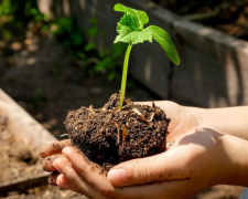 Ризики заморозків та «золоте вікно» посадки: коли висаджувати розсаду на Дніпропетровщині у 2026 році