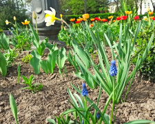 Весняна феєрія біля театру: тюльпани та нарциси розквітли у Кам&#039;янському