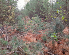 Таємниця Шульгівського лісу: що відомо про магнітні аномалії та НЛО