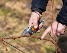 Золоті правила виноградаря: коли відкривати та як обрізати лозу на Дніпропетровщині у 2026 році
