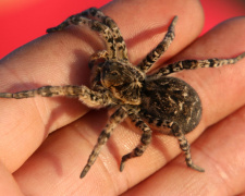 кого з отруйних павуків та змій варто остерігатися восени