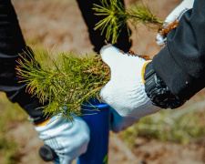 На Дніпропетровщині з’явився новий «Ліс пам’яті»: 7,5 тисяч сосен на честь полеглих героїв