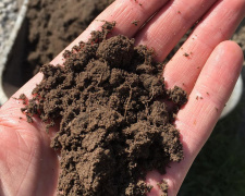 Секрет родючості важкої землі: що посадити на глинистих ділянках Дніпропетровщини, щоб зібрати рекордний урожай