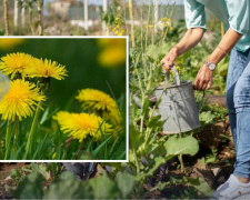 Добриво з кульбаб: як зробити безкоштовну підгодівлю на Дніпропетровщині