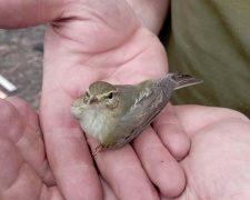 Битва за життя: на Дніпропетровщині боєць ЗСУ врятував маленьку пташку після атаки БпЛА
