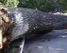 Сильний вітер у Кам&#039;янському: дерево впало на пішоходів, є госпіталізовані - відео