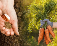 Коли сіяти моркву на Дніпропетровщині у 2026 році: золоті правила та точні терміни для рекордного врожаю