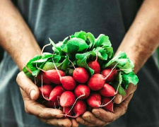 Чому редис гіркий і пустий всередині: помилки, які роблять майже всі