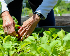 Сад для зайнятих: які овочі гарантовано дадуть урожай на Дніпропетровщині при мінімальному догляді