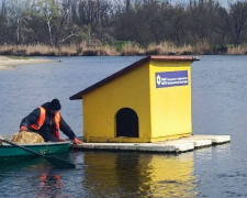 Качине новосілля на Дніпропетровщині: плавучі будиночки на річці заселили пернаті мешканці