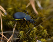 Отруйні жуки з'явилися на Дніпропетровщині: після контакту з ними утворюються пухирі