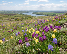 Дикі іриси на Дніпропетровщині опинилися під загрозою зникнення 