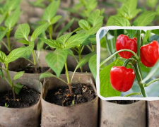 Секрети великого врожаю на Дніпропетровщині: як вирощувати помідори, огірки та перець у степовій зоні