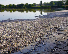 Смердюча пастка: на Дніпропетровщині водойма всіяна тоннами мертвої риби
