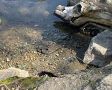 Сезон гадюк на Дніпропетровщині: як зростання популяції пов&#039;язане з природними циклами та що робити у разі укусу
