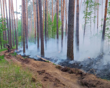 Площа лісових пожеж на Дніпропетровщині скоротилася втричі: плани лісівників на цей рік