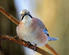 Вміє розмовляти та ховати скарби: дніпрянин зняв дивовижний портрет "артиста" лісів