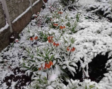 Квітнева аномалія на Дніпропетровщині: регіон засипало снігом після штормового попередження (ФОТО)