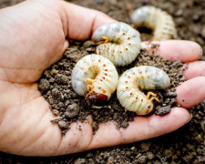 Битва за врожай на Дніпропетровщині: як захистити городину від личинок хруща