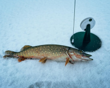 На Дніпропетровщині незабаром стартує заборона на вилов щуки: що варто знати рибалкам