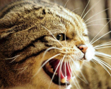 Сказ дістався Кам’янського: кіт напав на своїх господарів та завдав їм ушкоджень - подробиці