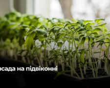 Більше не «ниточки»: як виростити розсаду-гіганта на підвіконні за допомогою копійчаного засобу