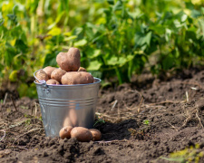 Картопля крупна, а врожай багатий: що необхідно покласти до лунки при посадці корнеплода, щоб здивувати сусідів по дачі