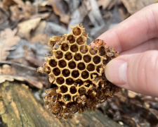 Секрети лісового дупла: на Дніпропетровщині знайшли дикі медові соти