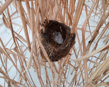 На Дніпропетровщині очеретянка будує унікальні гнізда-кошики на воді