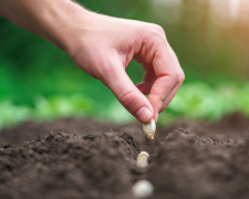 Березень на городі: що терміново потрібно зробити жителям Кам'янського, щоб не залишитися без врожаю