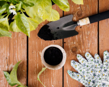 Весняний «допінг» для саду: чим підживити дерева та кущі в березні для рекордного врожаю