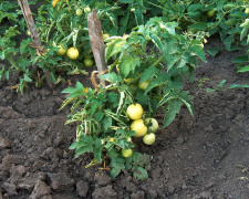 Коли висаджувати помідори та перець у відкритий ґрунт: поради для Дніпропетровщини на травень 2026