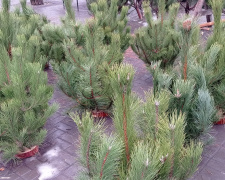 Новорічні ярмарки стартують: офіційні адреси, де у Кам’янському продаватимуть натуральні ялинки