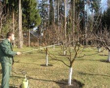 Осіння обробка саду на Дніпропетровщині: чим обприскати дерева у вересні для повного знищення шкідників