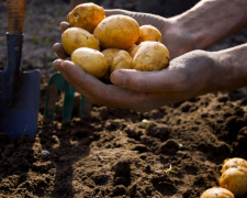 Головна помилка ранньої посадки: коли жителям Кам’янського закладати картоплю у 2026 році