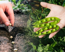 Саджаємо горох у квітні: найвитриваліший овоч для мінливого клімату Дніпропетровщини